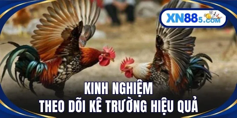 Kinh nghiệm theo dõi kê trường hiệu quả