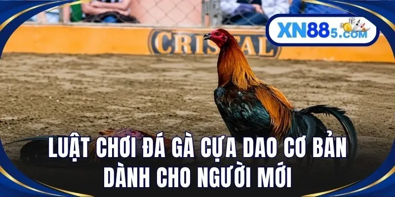Luật chơi đá gà cựa dao cơ bản dành cho người mới